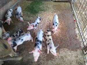 9 buc de vanzare in Arad  - imagine 2