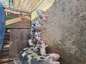 9 buc de vanzare in Arad  - imagine 4