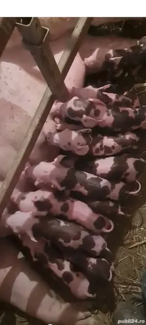 Vier Pietrain Belgian Pur,disponibil,200 kg. - imagine 3