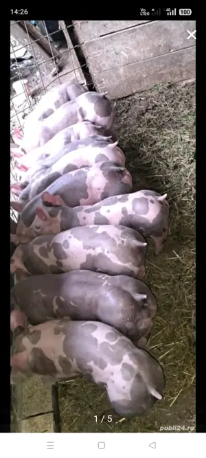 Vier Pietrain Belgian Pur,disponibil,200 kg. - imagine 4