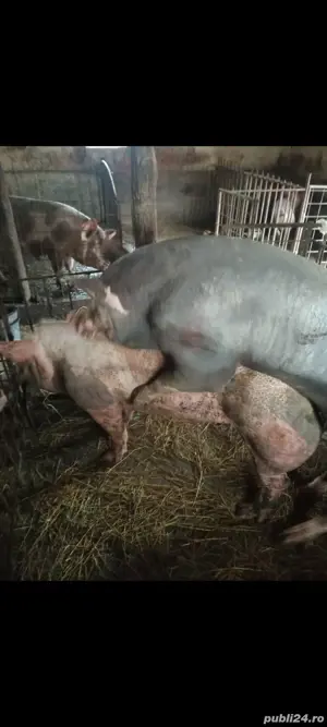 Vier Pietrain Belgian Pur,disponibil,200 kg. - imagine 2