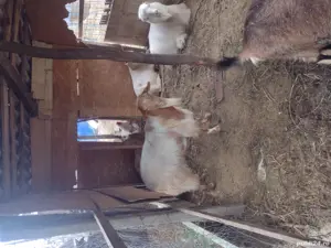 De vînzare țapi. - imagine 2