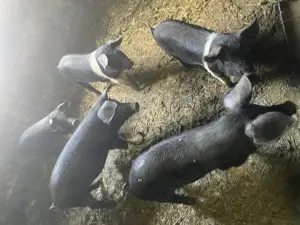 Purcei 4 luni Bazna  - imagine 2