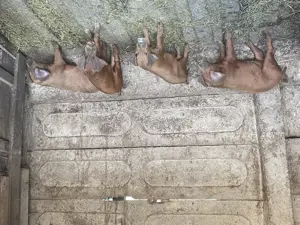 Purcei 4 luni Bazna  - imagine 3