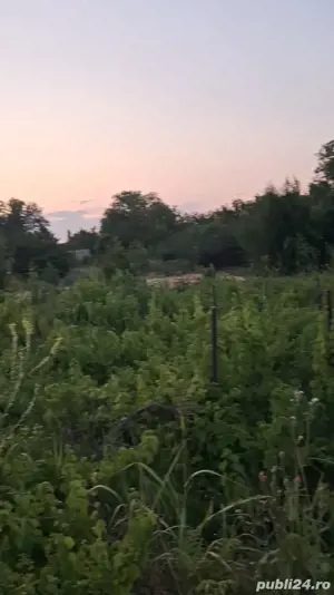 Teren intravilan cu vie. - imagine 2 Teren intravilan cu vie. - imagine 2