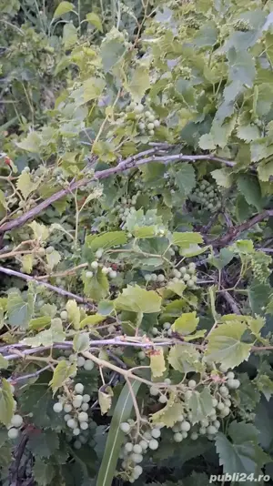 Teren intravilan cu vie.