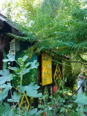 Teren Varbilau (Slanic) Prahova impadurit superb si casuta lemn -VARIANTE Auto Diverse Accept Crypto - imagine 2