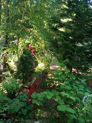 Teren Varbilau (Slanic) Prahova impadurit superb si casuta lemn -VARIANTE Auto Diverse Accept Crypto - imagine 4