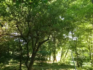 Teren Varbilau (Slanic) Prahova impadurit superb si casuta lemn -VARIANTE Auto Diverse Accept Crypto - imagine 5