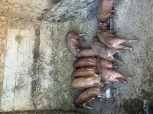 Vand porci pret negociabil 