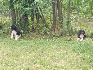 Ciobanesc Corb de 3 saptamani - imagine 4