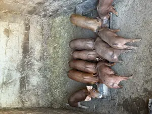 Vand porci pret negociabil  - imagine 2 Vand porci pret negociabil  - imagine 2