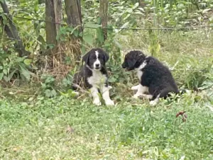 Ciobanesc Corb de 3 saptamani - imagine 2