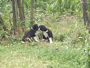 Ciobanesc Corb de 3 saptamani - imagine 3