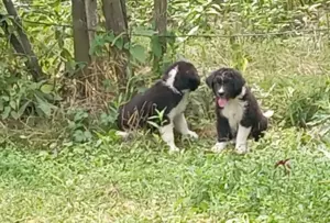 Ciobanesc Corb de 3 saptamani