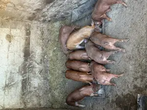 Vand porci pret negociabil  - imagine 4 Vand porci pret negociabil  - imagine 4