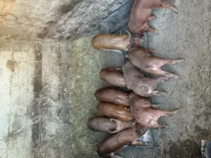 Vand porci pret negociabil  - imagine 3 Vand porci pret negociabil  - imagine 3