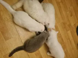 British Shorthair și Longhair White si Silver Tabby, masculi si femele  - imagine 3