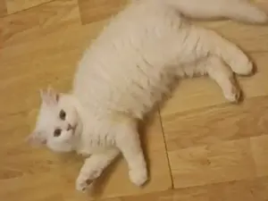 British Shorthair și Longhair White si Silver Tabby, masculi si femele  - imagine 2