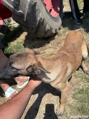 Căței ciobanesc belgian malinois