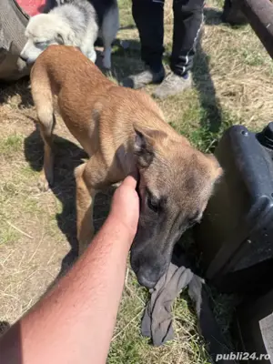 Căței ciobanesc belgian malinois - imagine 2 Căței ciobanesc belgian malinois - imagine 2
