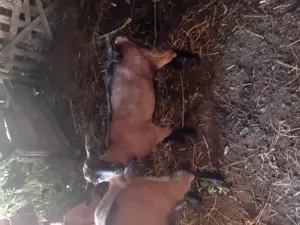 De vanzare doua iedute și un tap!!! - imagine 2