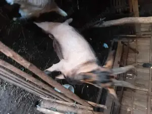 De vanzare doua iedute și un tap!!!