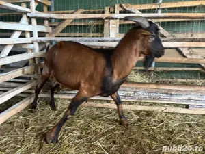 Țap de prăsilă, pentru monta - imagine 4