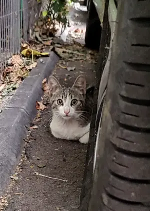 7 pisoiasi draguti si mamele lor isi cauta casuta