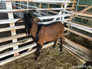 Țap de prăsilă, pentru monta - imagine 2