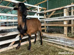 Țap de prăsilă, pentru monta - imagine 3