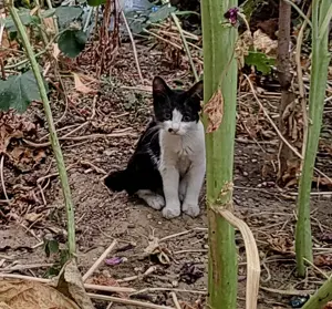 7 pisoiasi draguti si mamele lor isi cauta casuta - imagine 2