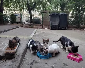 7 pisoiasi draguti si mamele lor isi cauta casuta - imagine 4