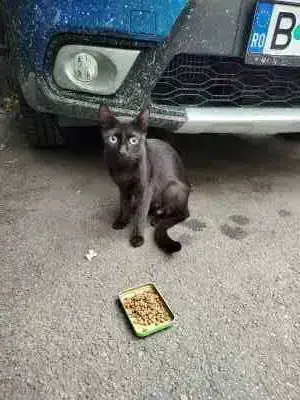 7 pisoiasi draguti si mamele lor isi cauta casuta - imagine 3