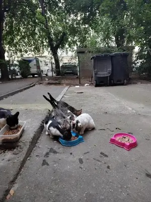 7 pisoiasi draguti si mamele lor isi cauta casuta - imagine 5