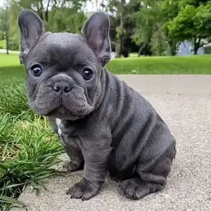 Bulldog francez