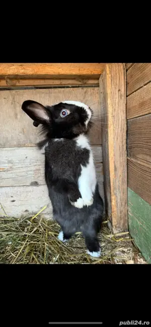 Iepuri Cap de Leu  - imagine 4