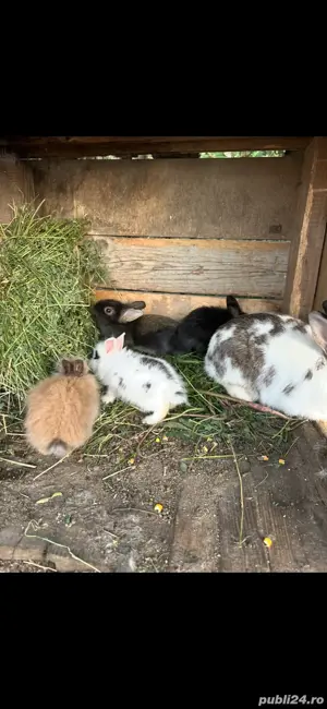 Iepuri Cap de Leu  - imagine 3