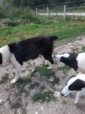 Angajez personal pentru ferma vaci