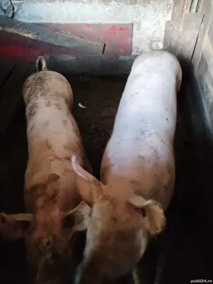 vand 2 porci intre 150kg si 180kg - imagine 2