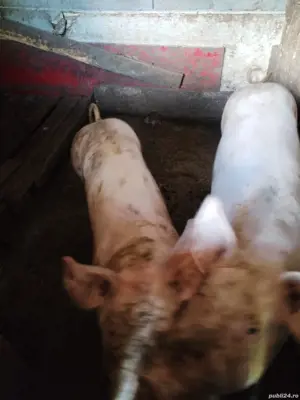 vand 2 porci intre 150kg si 180kg - imagine 3
