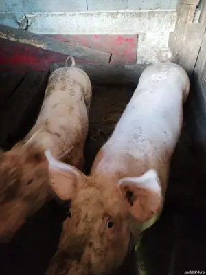 vand 2 porci intre 150kg si 180kg - imagine 4