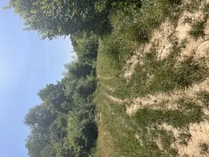 Vând teren extravilan, zonă liniștită, pretabil pentru cabana - imagine 3