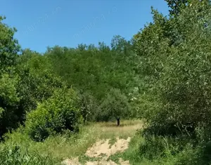 Vând teren extravilan, zonă liniștită, pretabil pentru cabana - imagine 2