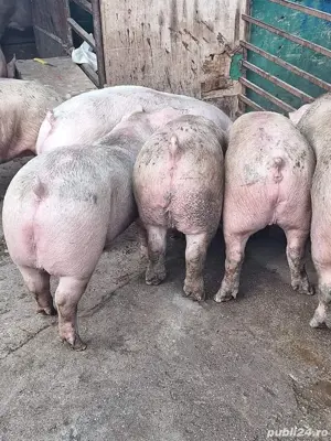 vând porci și purcei