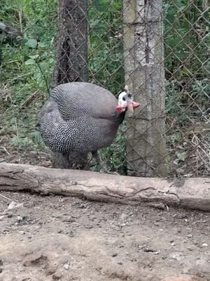 Vand masculi - imagine 2 Vand masculi - imagine 2