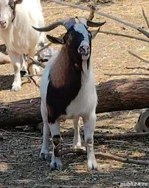 SUPER OFERTA! Mini caprite  companie  terapie  copii  capre pitice