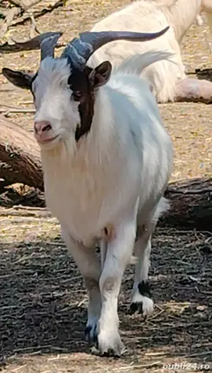 SUPER OFERTA! Mini caprite  companie  terapie  copii  capre pitice - imagine 3