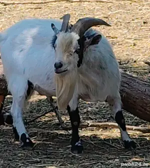 SUPER OFERTA! Mini caprite  companie  terapie  copii  capre pitice - imagine 2