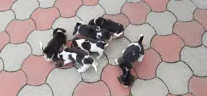 Catei Beagle de vanzare  - imagine 4